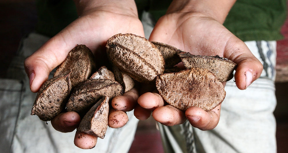 Brazilian Nut Oil